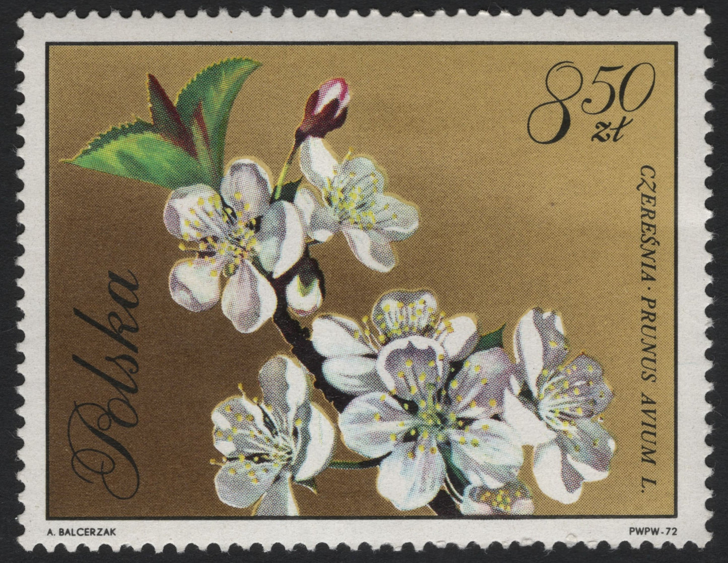 SCG6066 - Poland 1972 – Cherry Blossom (Prunus avium L.) 8.50 zł
