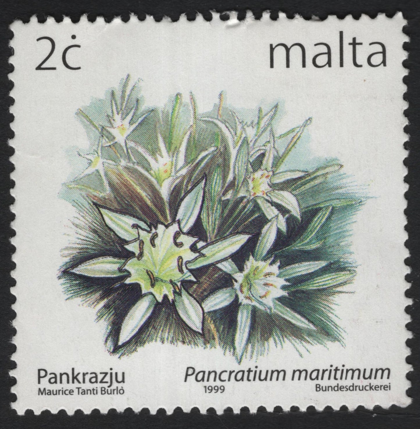 SCG6069 - Malta 1999 – Sea Daffodil (Pancratium maritimum)