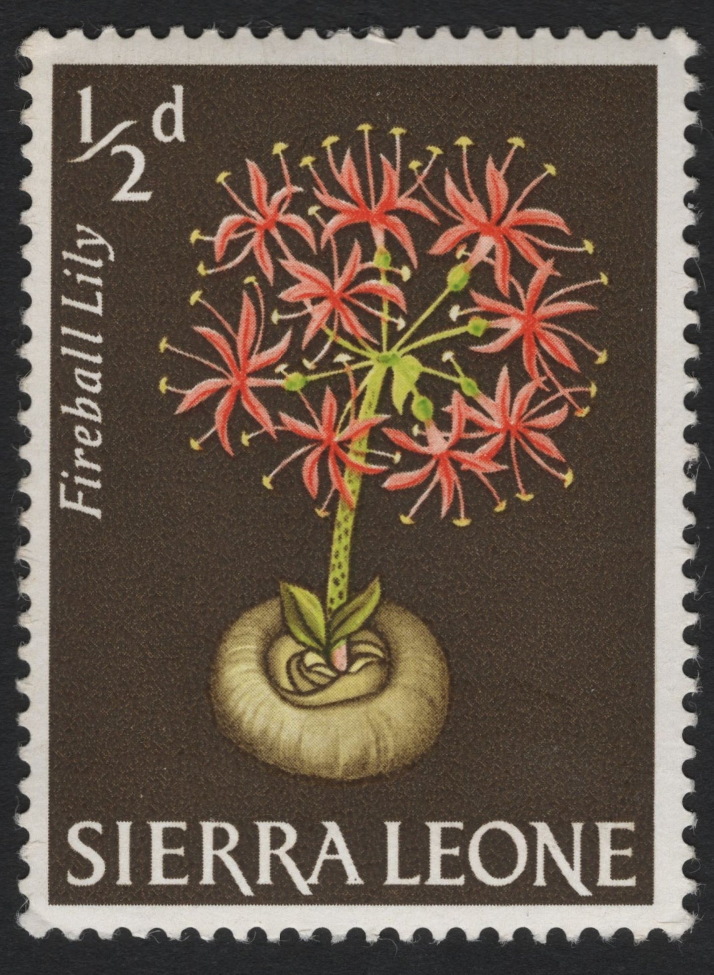 SCG6095 - Sierra Leone ½d Fireball Lily Stamp