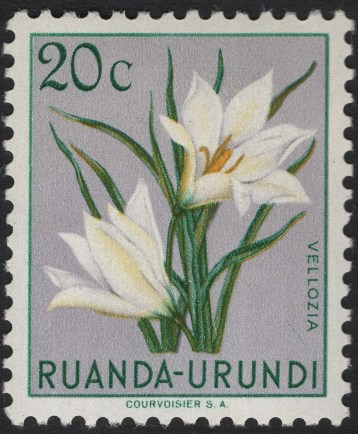SCG6083 - Ruanda-Urundi 20c “Vellozia” Stamp
