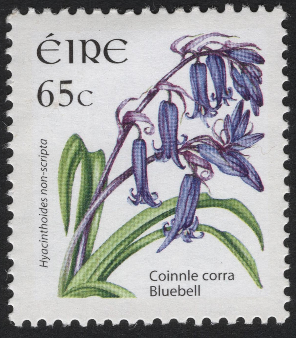 SCG6107 - Ireland 2010 – Bluebell (Hyacinthoides non-scripta) 65c