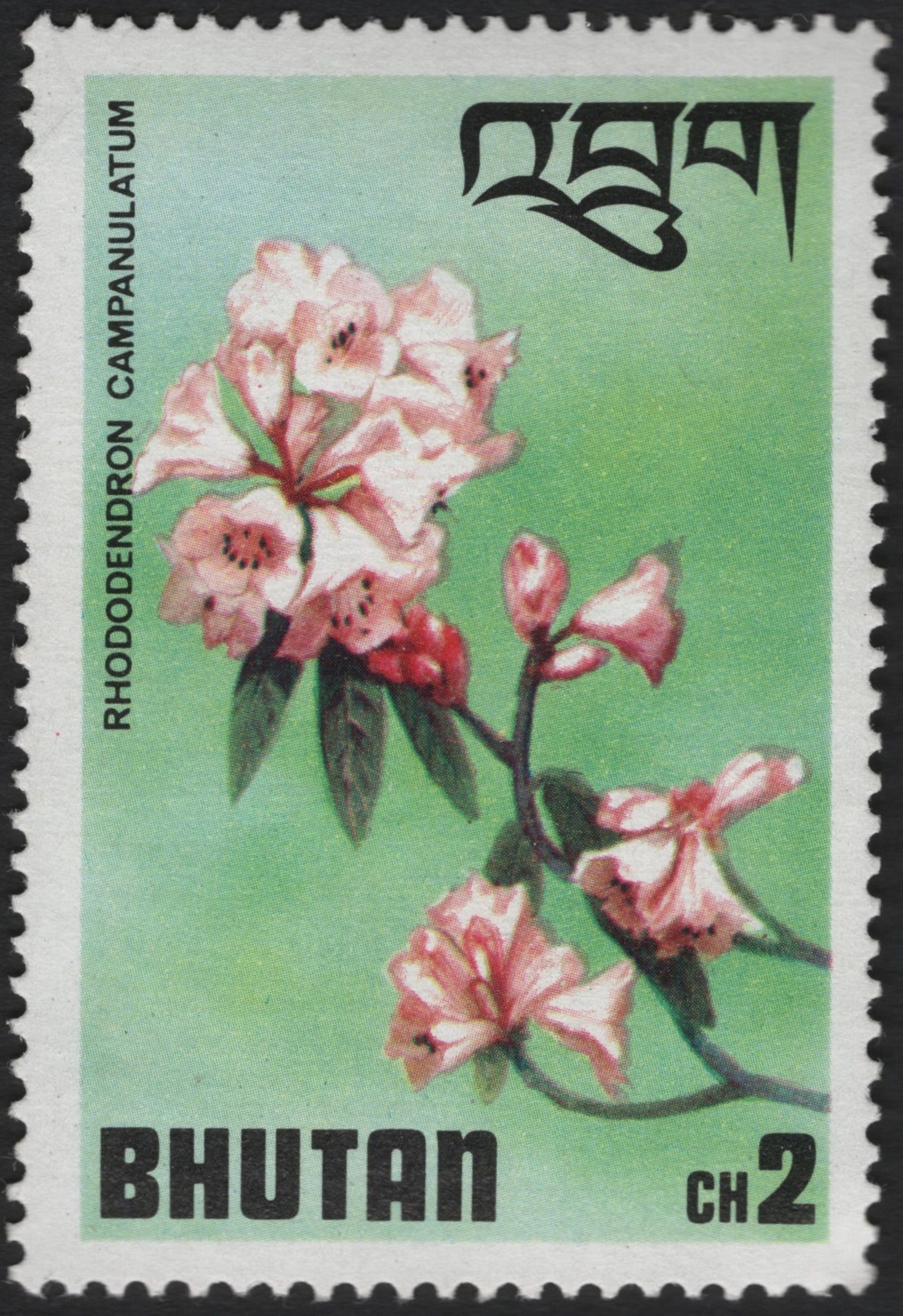 SCG6113 - Bhutan 2 Chhertum Rhododendron Campanulatum Stamp