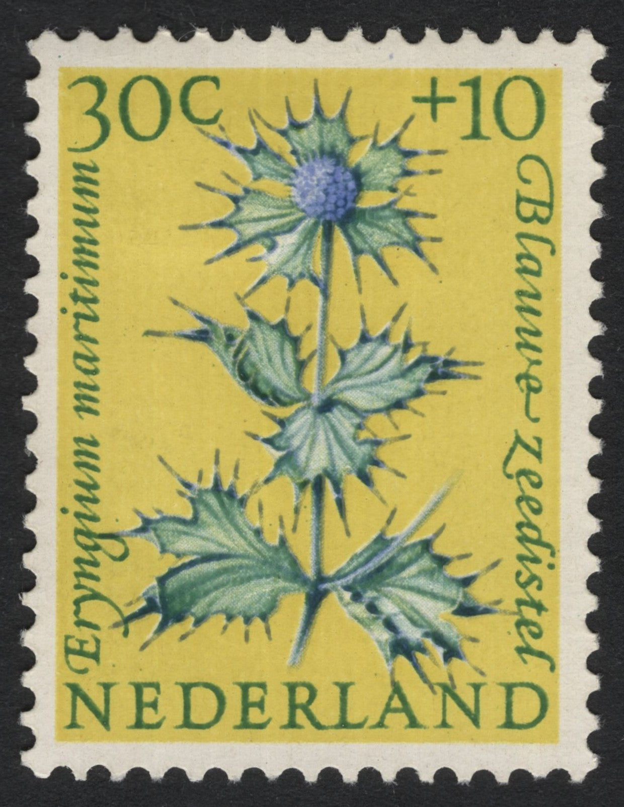 SCG6126 - Netherlands 1970 “Blue Sea Holly” Charity Stamp – Eryngium maritimum