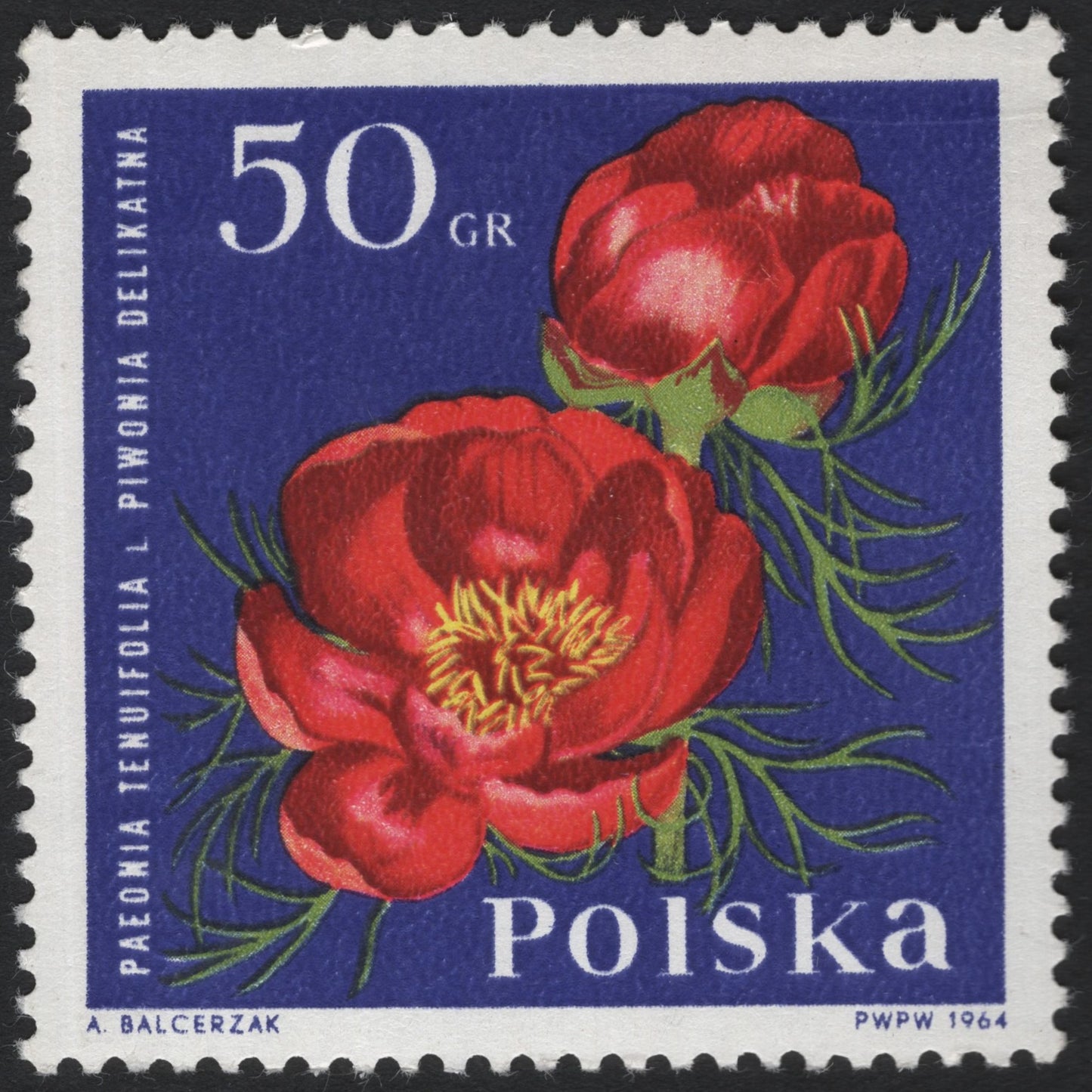 SCG6156 - Poland 1964 – Delicate Peony (Paeonia tenuifolia)