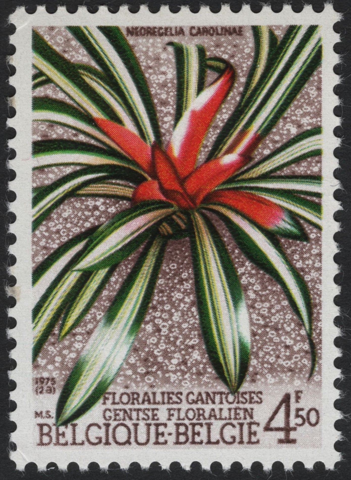 SCG6244 - Belgium 1975 – Neoregelia Carolinae (Ghent Floralies)