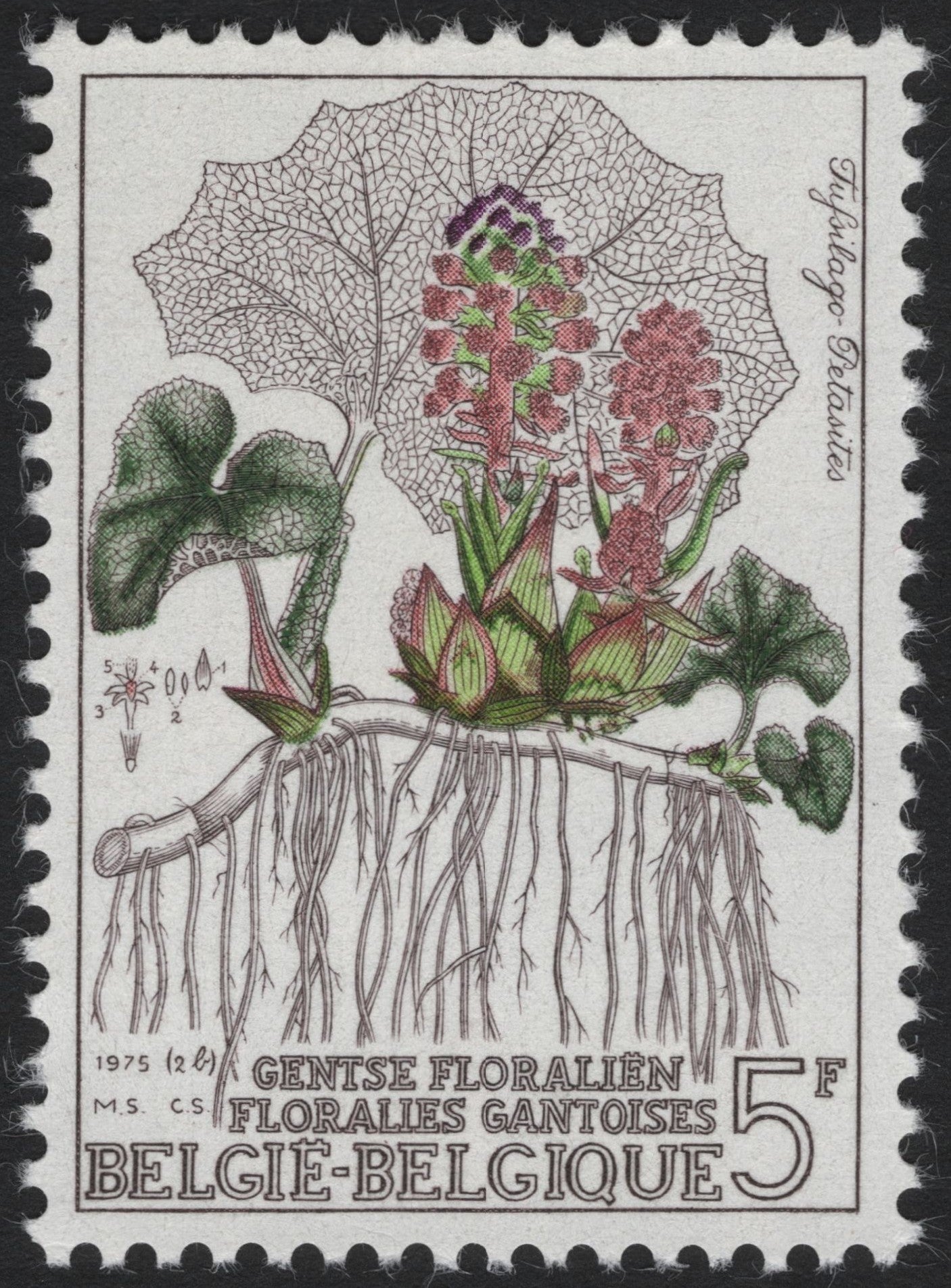 SCG6229 - Belgium 1975 Gentse Floraliën – Tussilago Petasites (Coltsfoot)