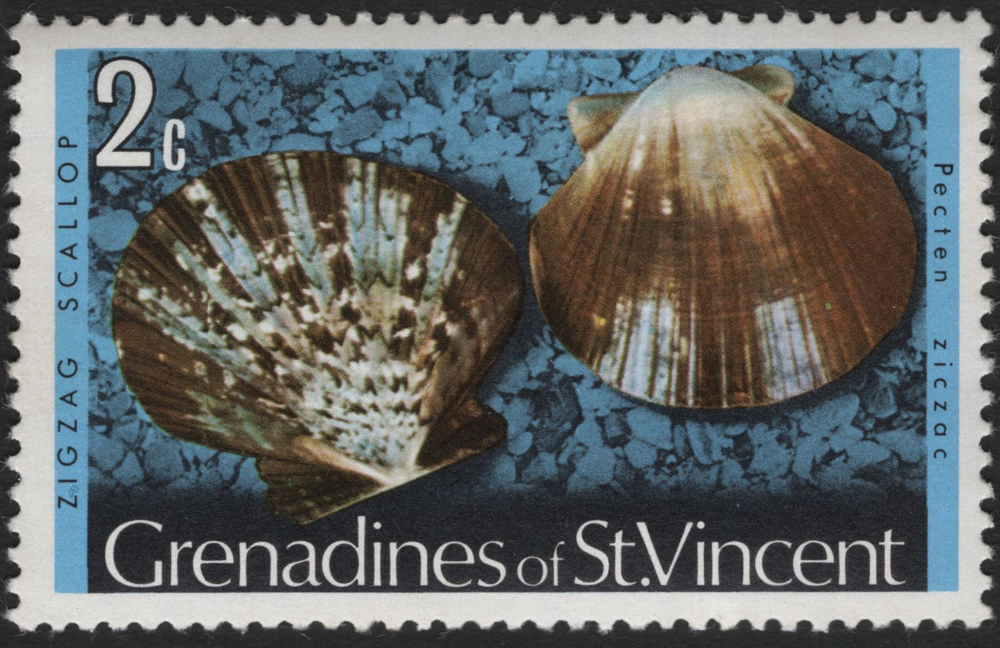 SCG6616 - Grenadines of St. Vincent – Zigzag Scallop (Pecten ziczac) – 2¢