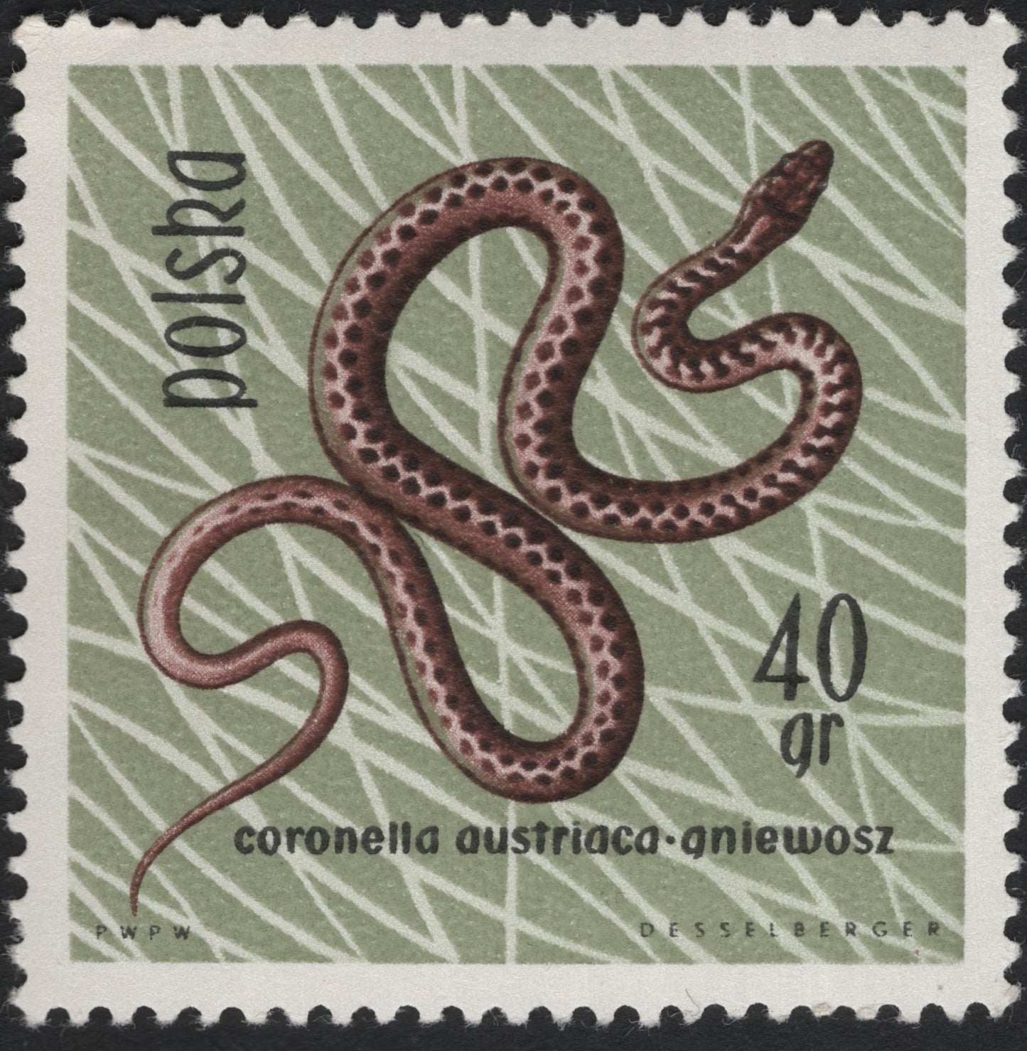 SCG8448 - Poland – Smooth Snake (Coronella austriaca) – 1964