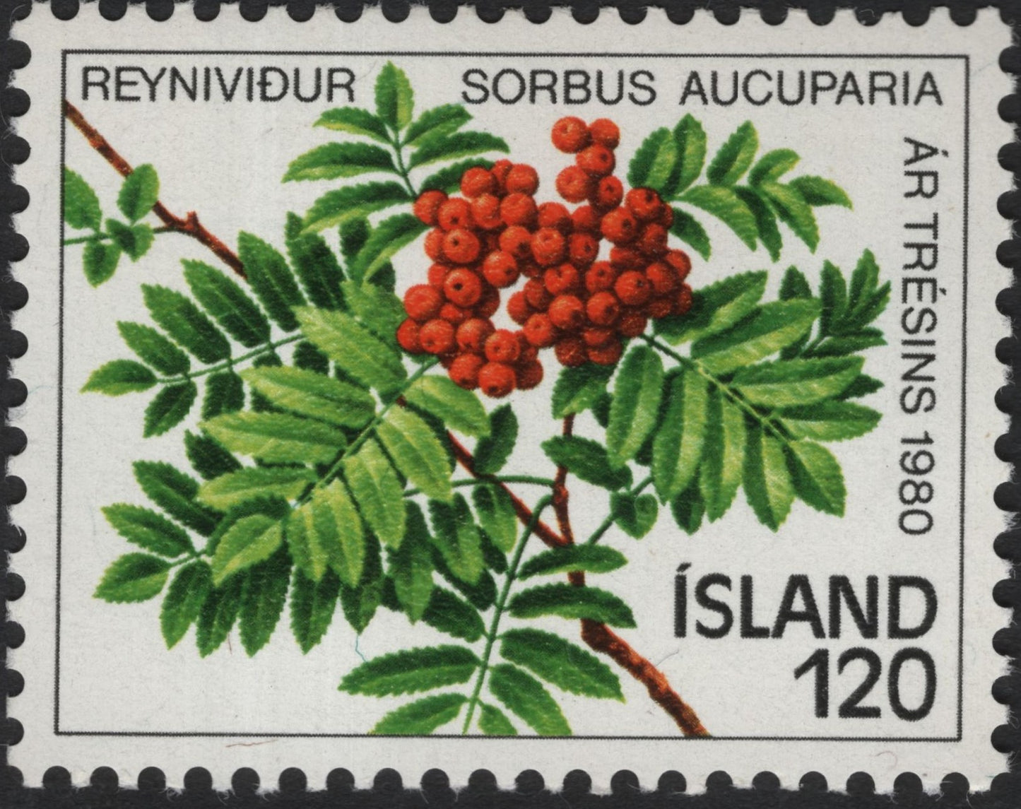 SCG8733 - Iceland 1980 “Rowan Tree (Sorbus aucuparia)” – Year of the Tree Issue
