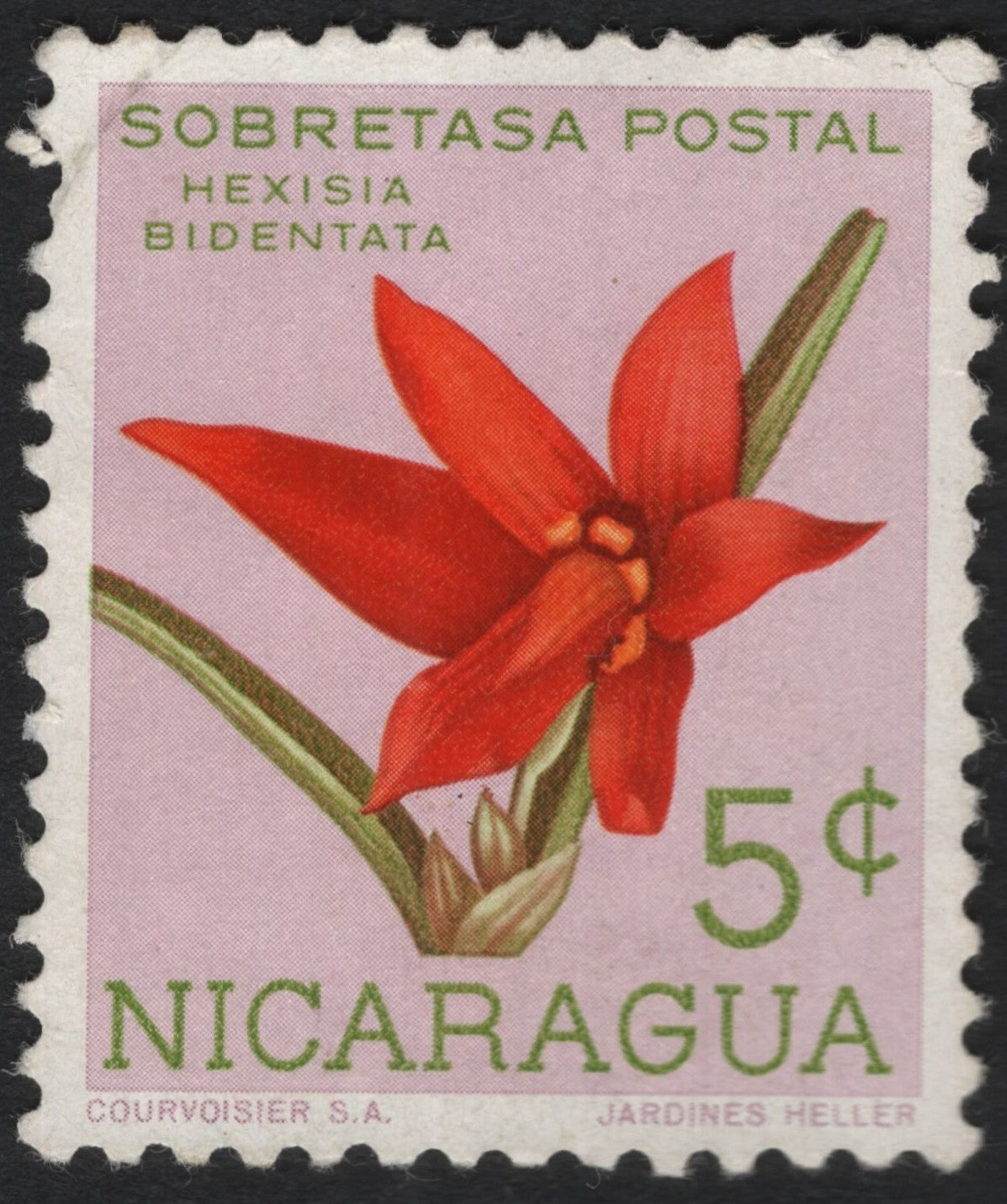 SCG8639 - Nicaragua 5¢ Hexisia Bidentata – Surtax Flower Stamp (1960s)