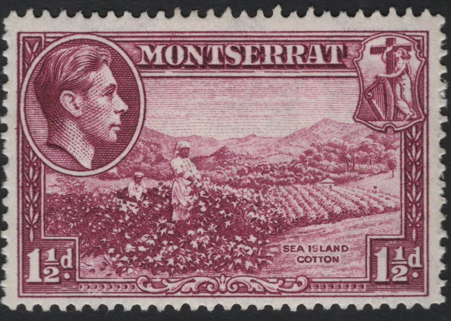 SCG9081 - Montserrat 1½d Sea Island Cotton – King George VI (c.1938–1948)