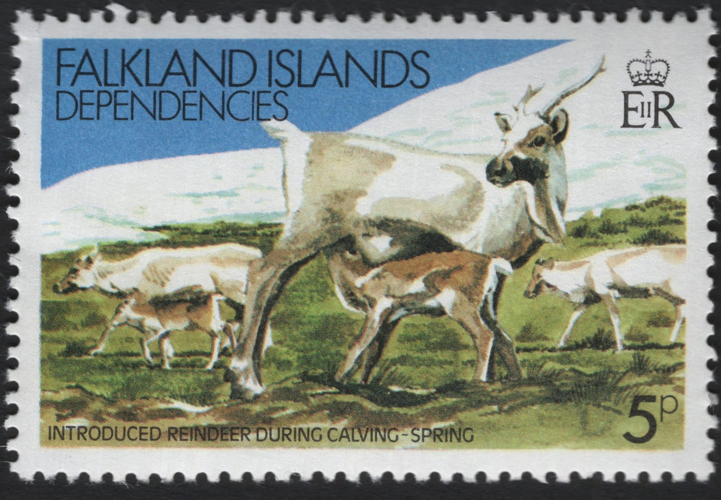 SCG9234 - Falkland Islands Dependencies – Introduced Reindeer During Calving (5p)