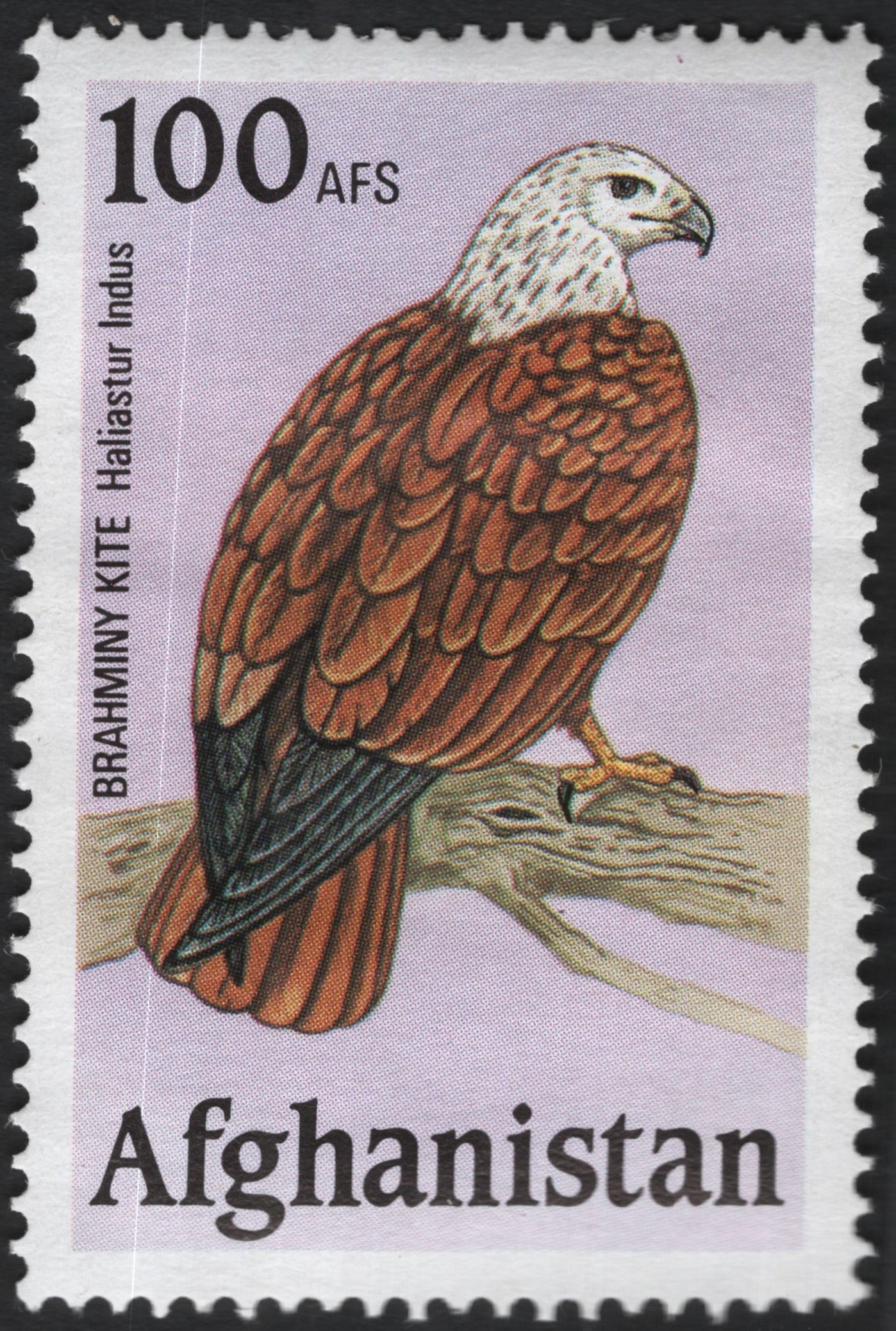 SCG10131 - Afghanistan – 100 AFS “Brahminy Kite” (Haliastur indus) – Wildlife Issue