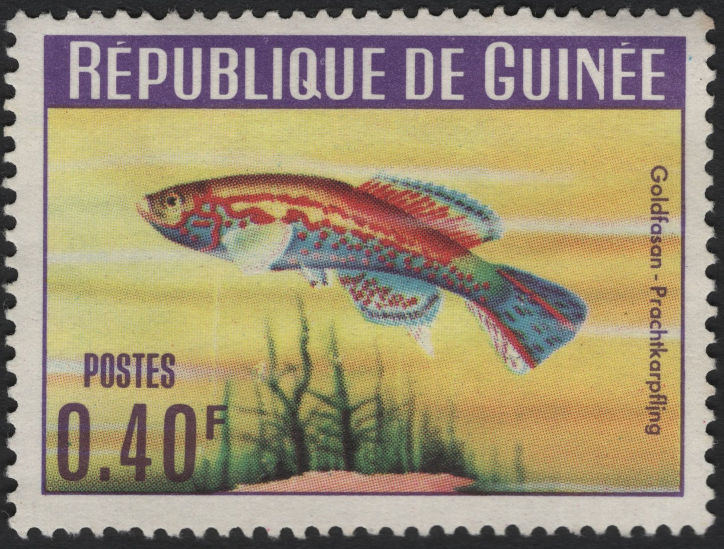 SCG10152 - Guinea 0.40F – Goldfasan Killifish (Prachtkärpfling) – Colorful Tropical Fish Issue