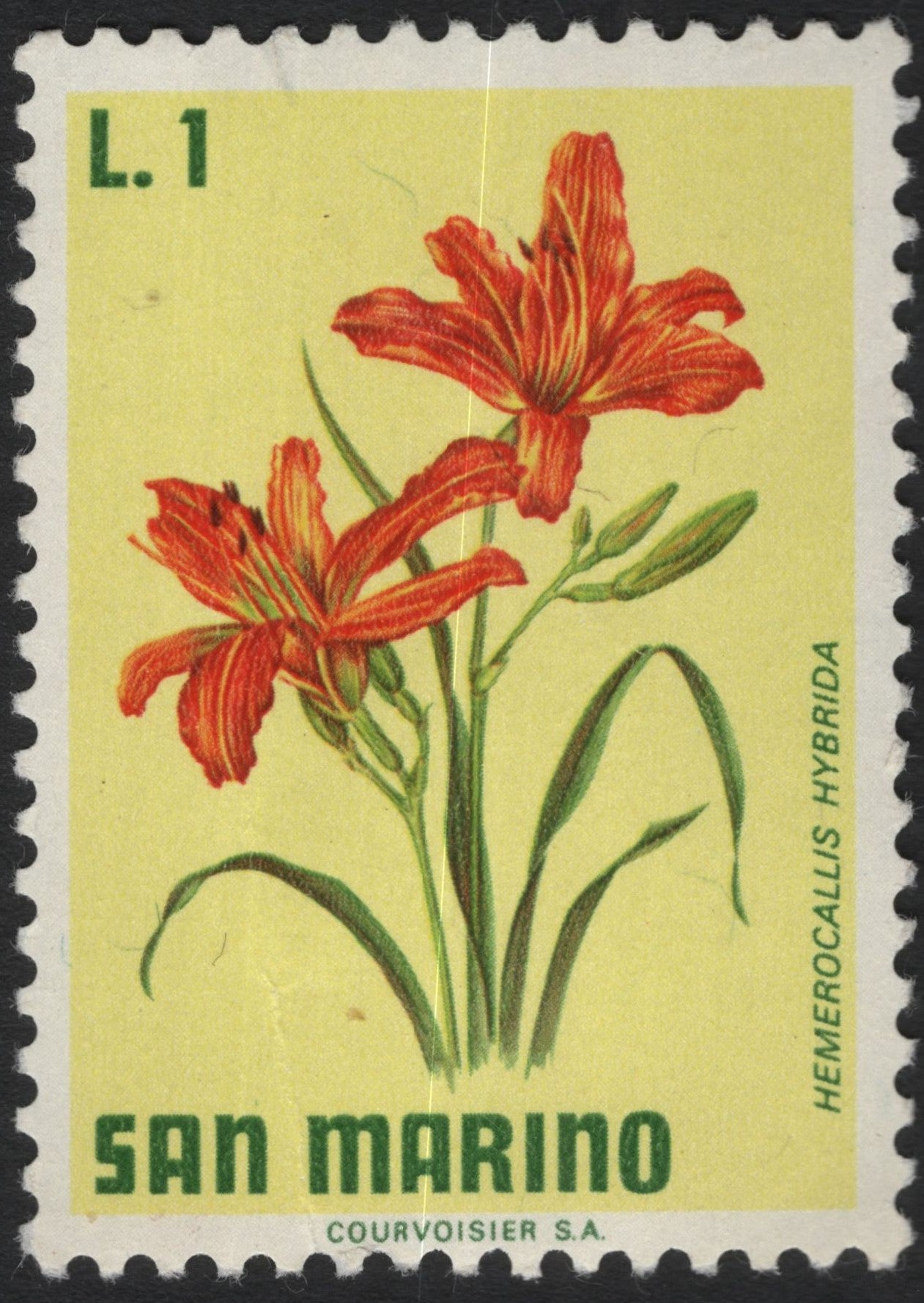 SCG10259 - San Marino 1 Lira – Hemerocallis Hybrida (Daylily) – Botanical Series