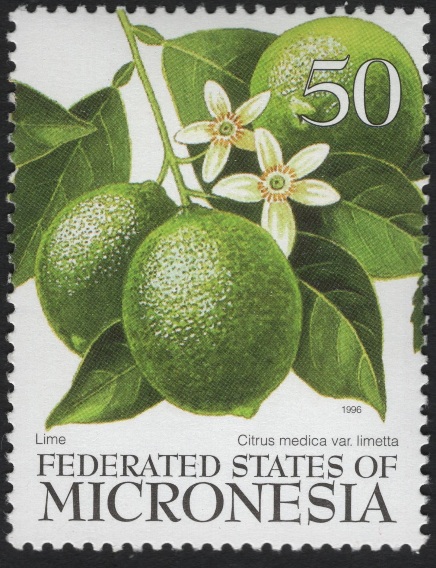 SCG10340 - Federated States of Micronesia 1996 – Lime (Citrus medica var. limetta) 50c