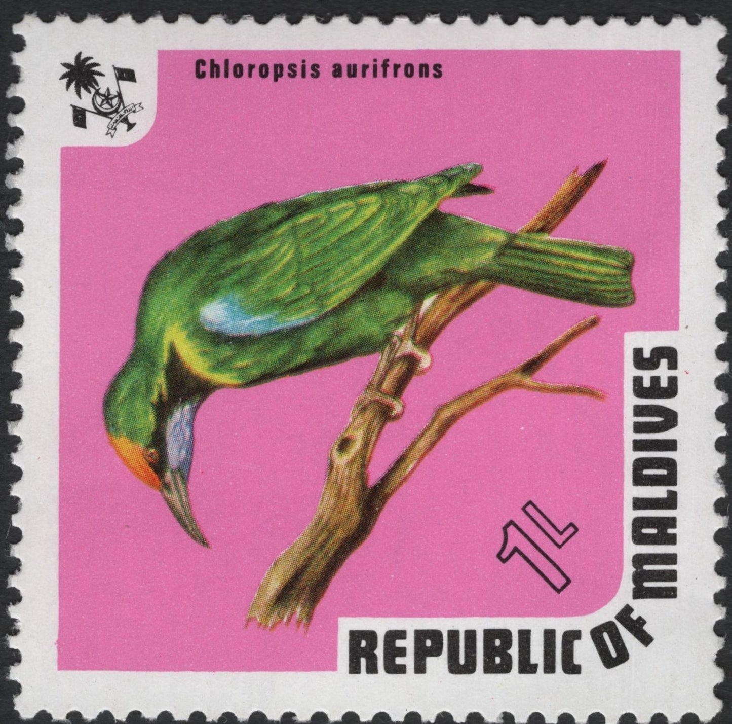 SCG10474 - Maldives – Chloropsis aurifrons (Golden-fronted Leafbird) – 1 Laari Bird Definitive