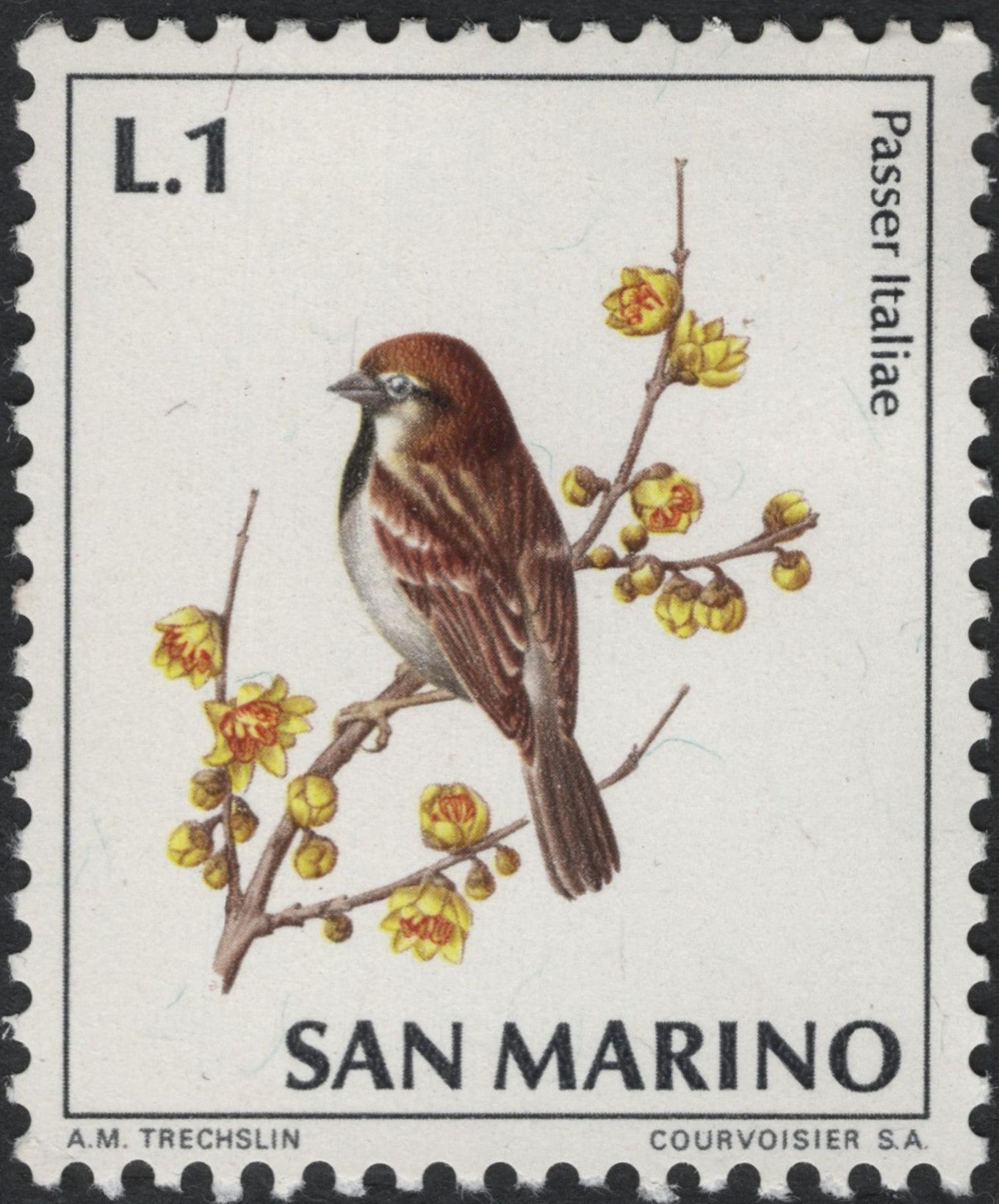 SCG10481 - 🇸🇲 San Marino – 1970s “Italian Sparrow (Passer italiae)” L.1 Bird Definitive