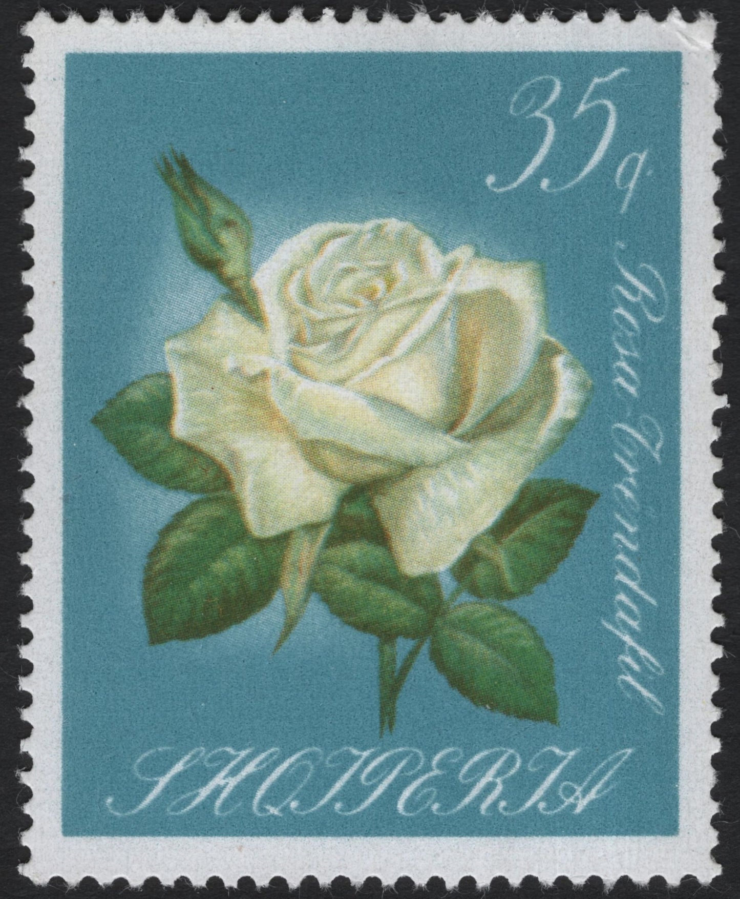 SCG10675 - 🌹 Albania – “Rosa Trendlafl” White Rose (35 qindarka) – Stamp Listing