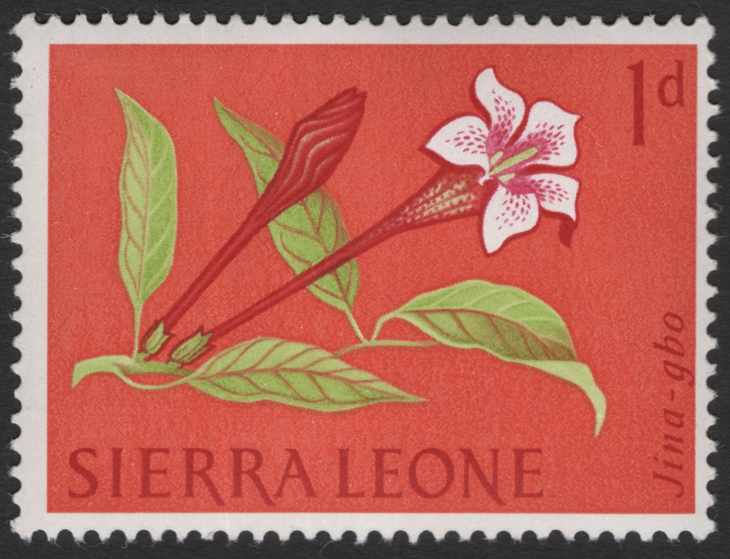 SCG11254 - Floral Definitive – Trumpet Lily Bloom (1d)