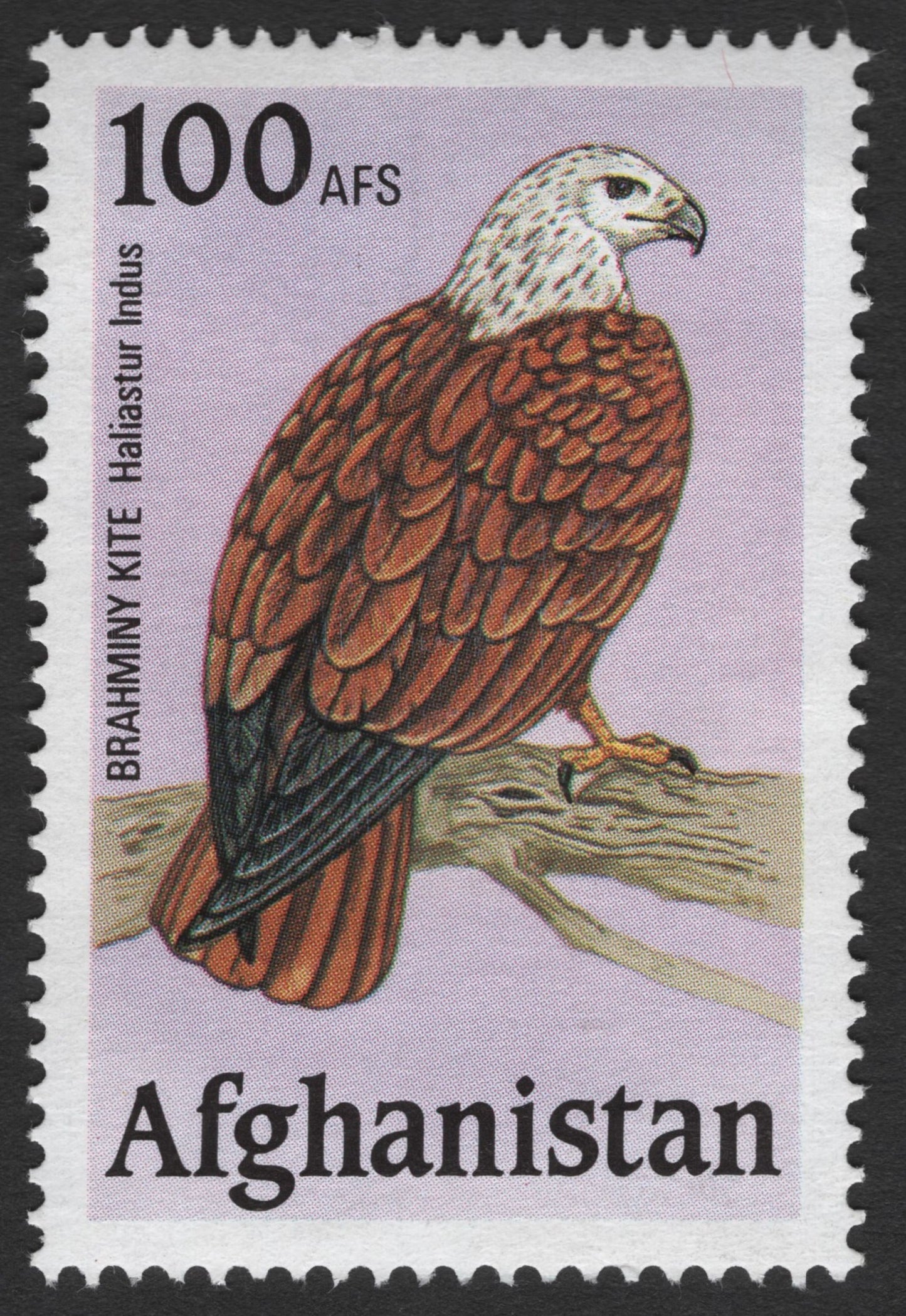 SCG11285 - Afghanistan – Brahminy Kite (Haliastur indus) 100 AFS Wildlife Bird Stamp