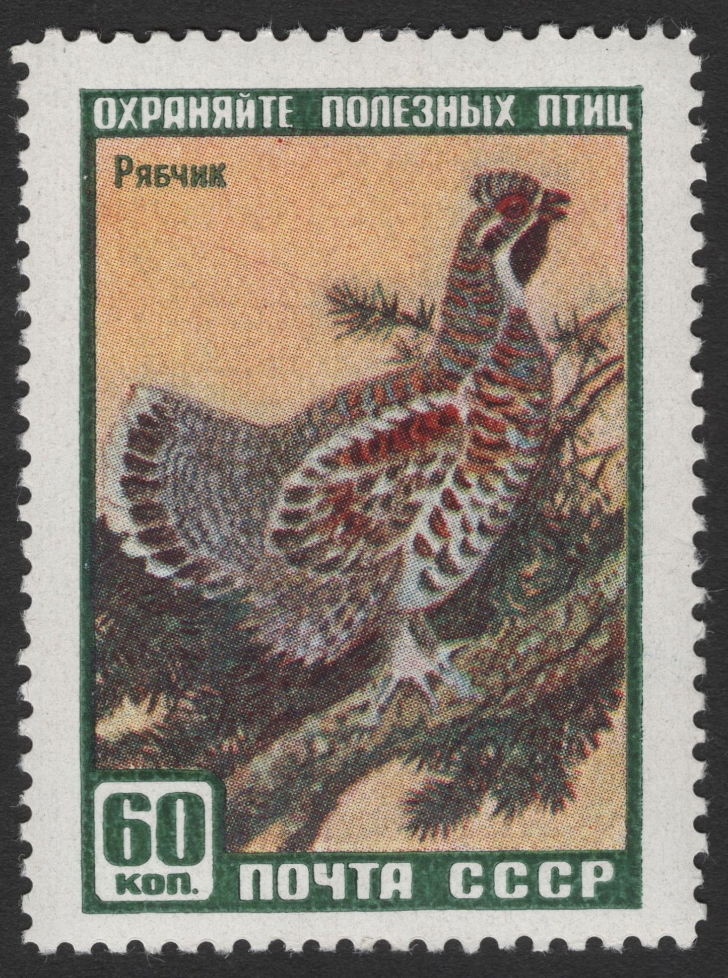 SCG11328 - Capercaillie (Western Capercaillie) – Useful Birds Conservation Series, 60 Kopeks
