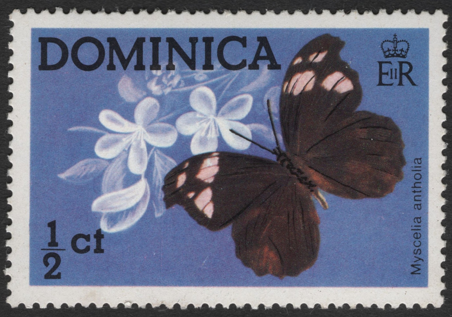 SCG12027 - Dominica ½¢ Butterfly – Myscelia antholia