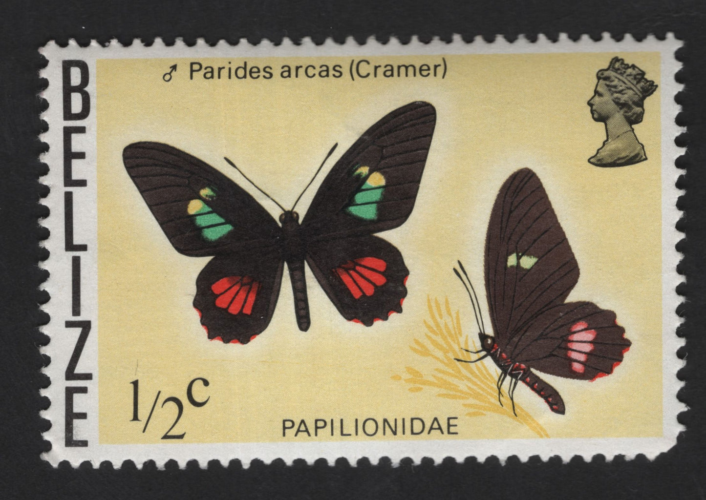 SCG13911 - Belize ½c Parides arcas (Cramer) – Papilionidae Butterfly