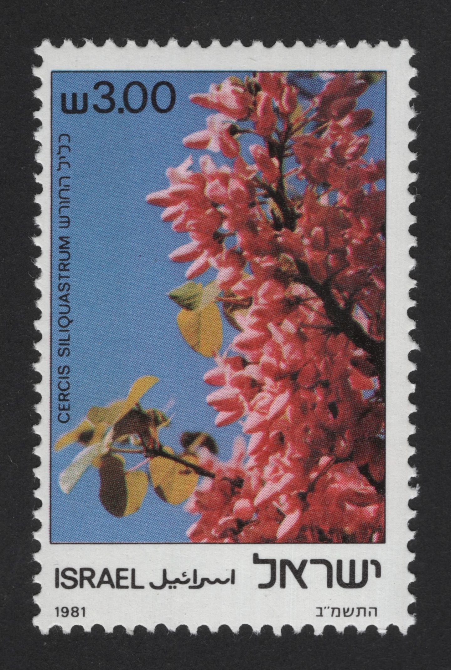 SCG13989 - Israel 1981 – Cercis siliquastrum (Judas Tree) Blossom Stamp (3.00 Shekel)