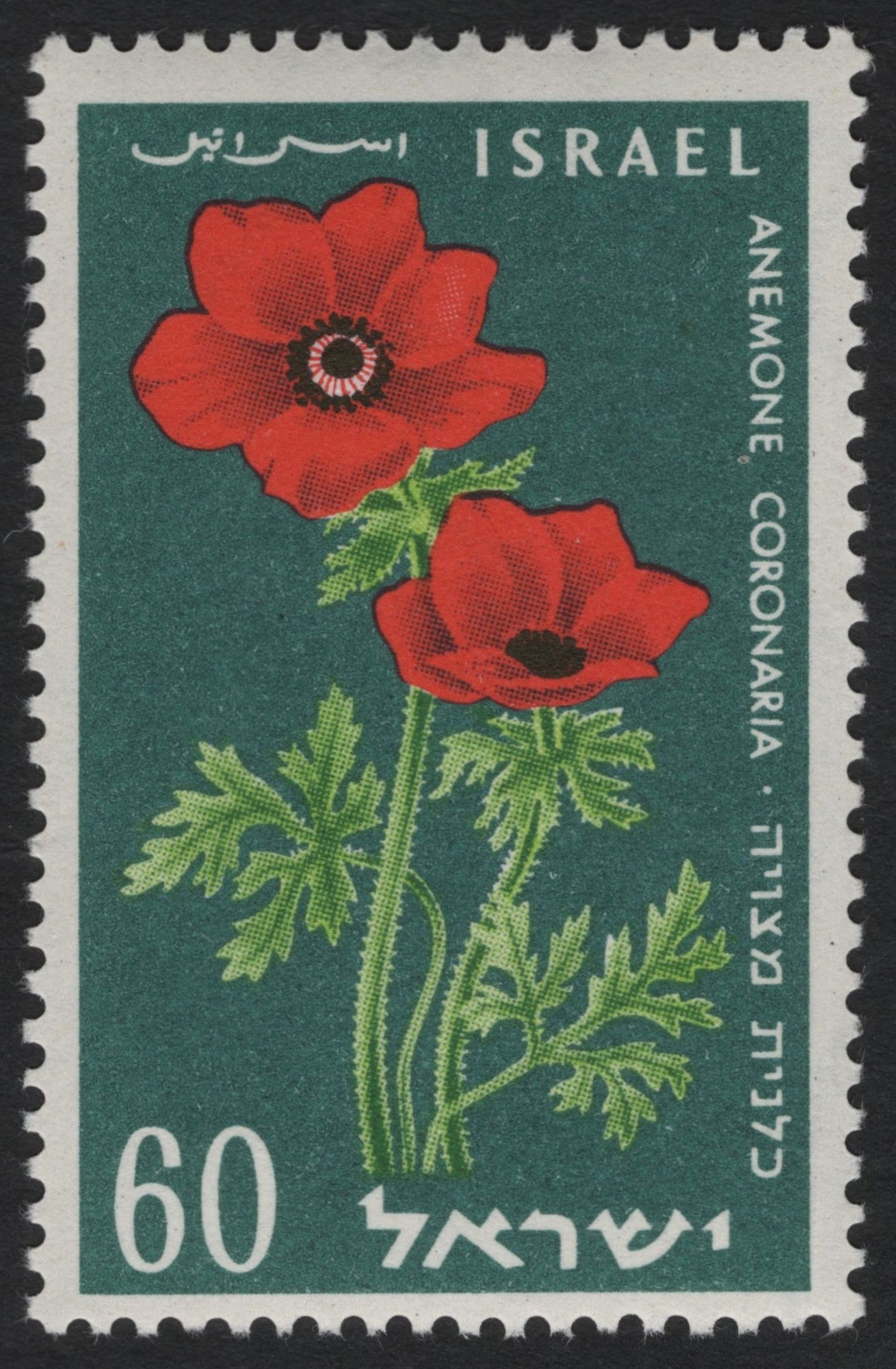 SCG10544 - Israel 1963 “Anemone Coronaria” 60p – Wildflower Definitive Issue