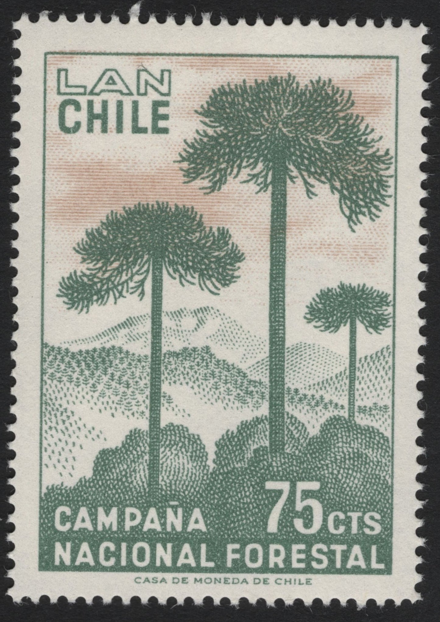 SCG6465 - Chile 1948 – National Forest Campaign (Araucaria Trees)