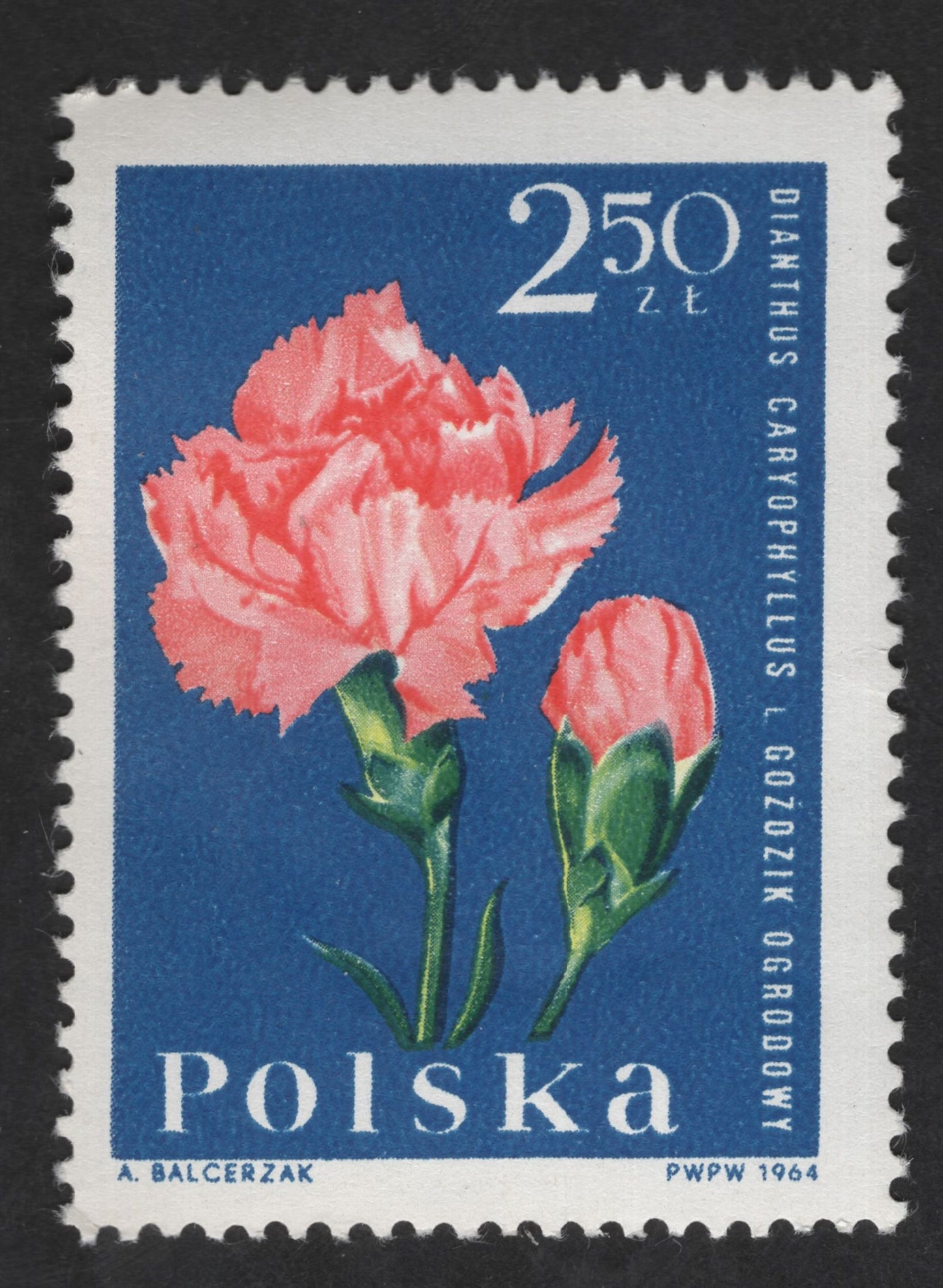 SCG12939 - Poland 1964 – Carnation (Dianthus caryophyllus) 2.50 zł Flower Issue