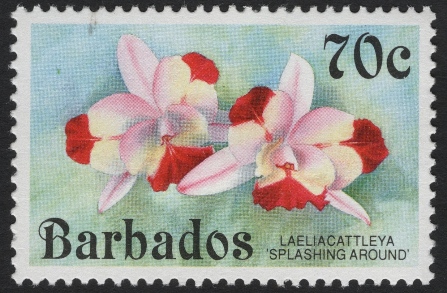 SCG6498   - Barbados 70c – Laeliocattleya ‘Splashing Around’ (Orchid Series)