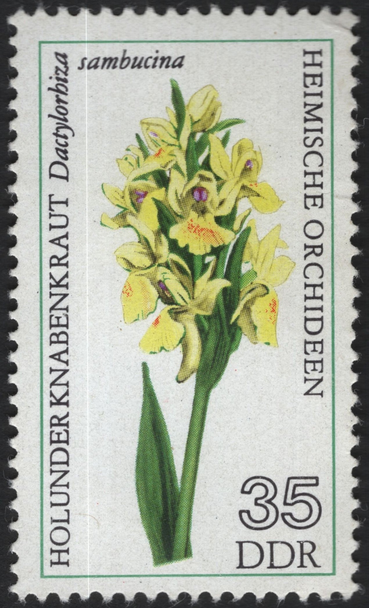 SCG9981 - DDR 1980 – Elder-flowered Orchid (Dactylorhiza sambucina) – 35 Pf