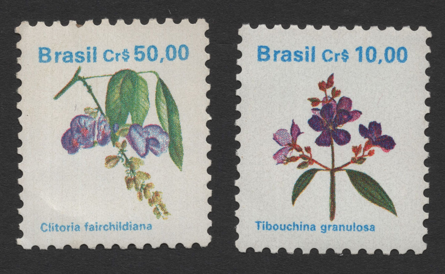 SCG11747 - Brazil Native Flora — Clitoria fairchildiana & Tibouchina granulosa