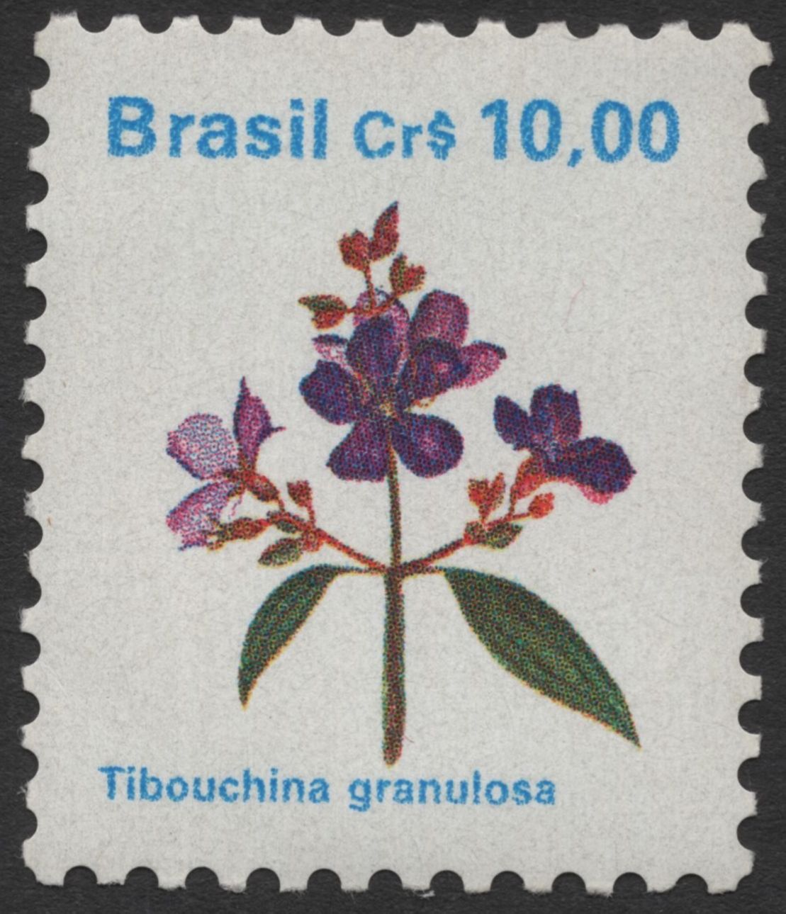 SCG11747 - Brazil Native Flora — Clitoria fairchildiana & Tibouchina granulosa