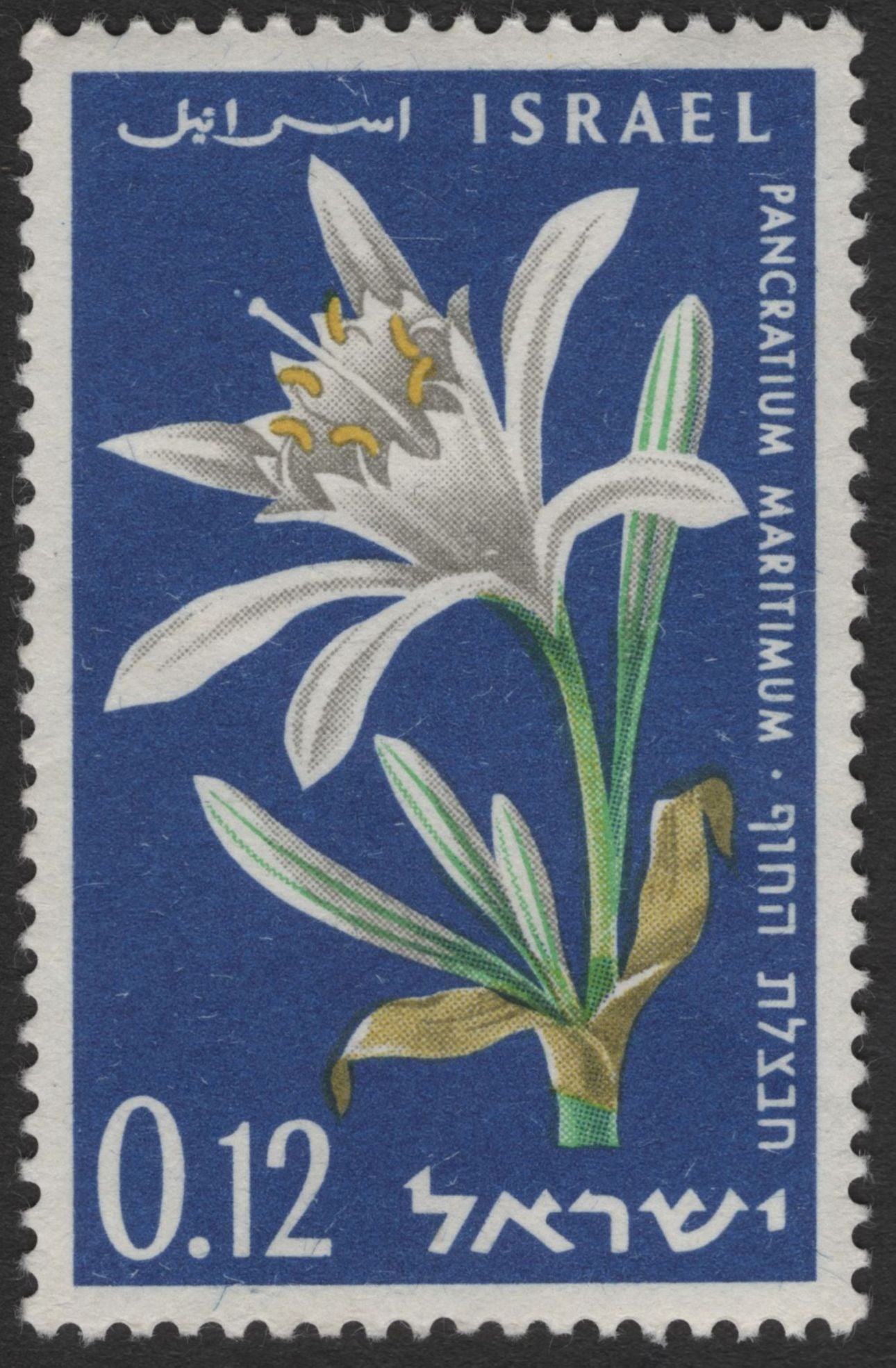 SCG11763 - Israel Native Wildflowers – Pancratium maritimum & Narcissus tazetta Stamp Pair