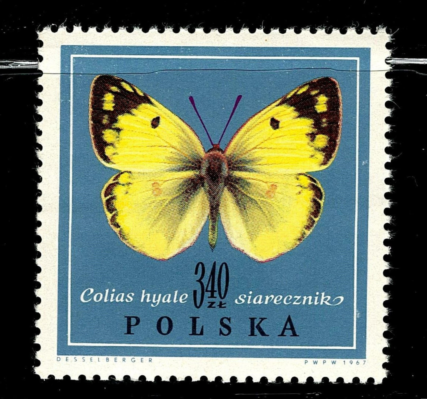 SCG101 Poland Butterfly Stamp Set – Melanargia, Colias & Maculinea Species