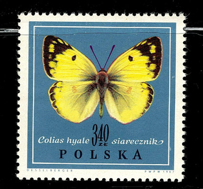 SCG101 Poland Butterfly Stamp Set – Melanargia, Colias & Maculinea Species