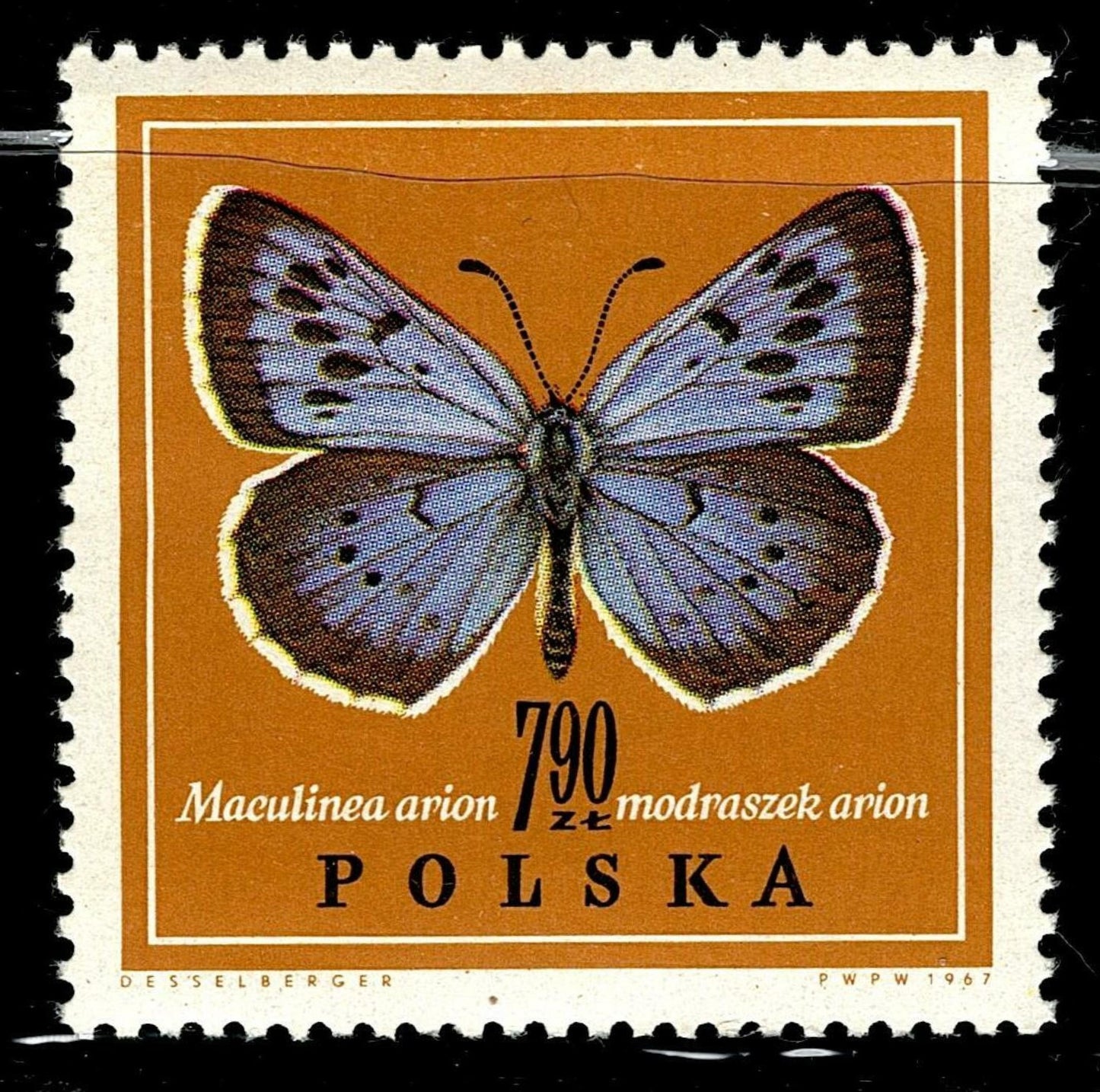 SCG101 Poland Butterfly Stamp Set – Melanargia, Colias & Maculinea Species