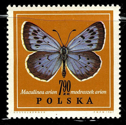 SCG101 Poland Butterfly Stamp Set – Melanargia, Colias & Maculinea Species
