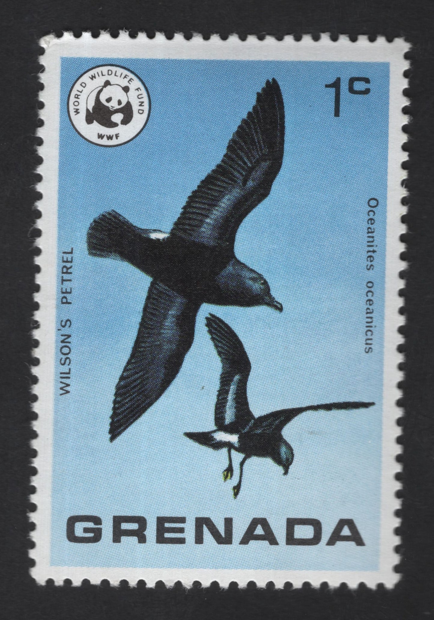 SCG13539 - Grenada 1c WWF Wildlife Conservation – Wilson’s Petrel (Oceanites oceanicus)