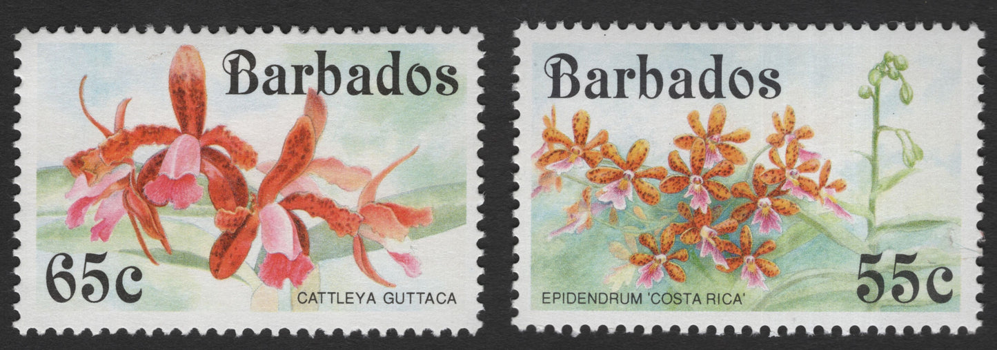 SCG11978 - Barbados Orchid Series – Cattleya guttaca & Epidendrum ‘Costa Rica’