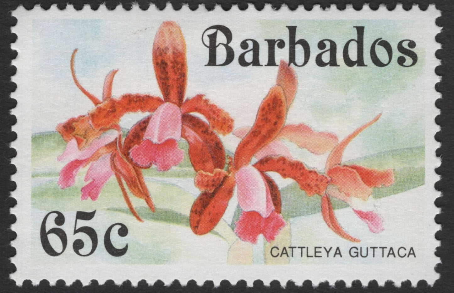 SCG11978 - Barbados Orchid Series – Cattleya guttaca & Epidendrum ‘Costa Rica’