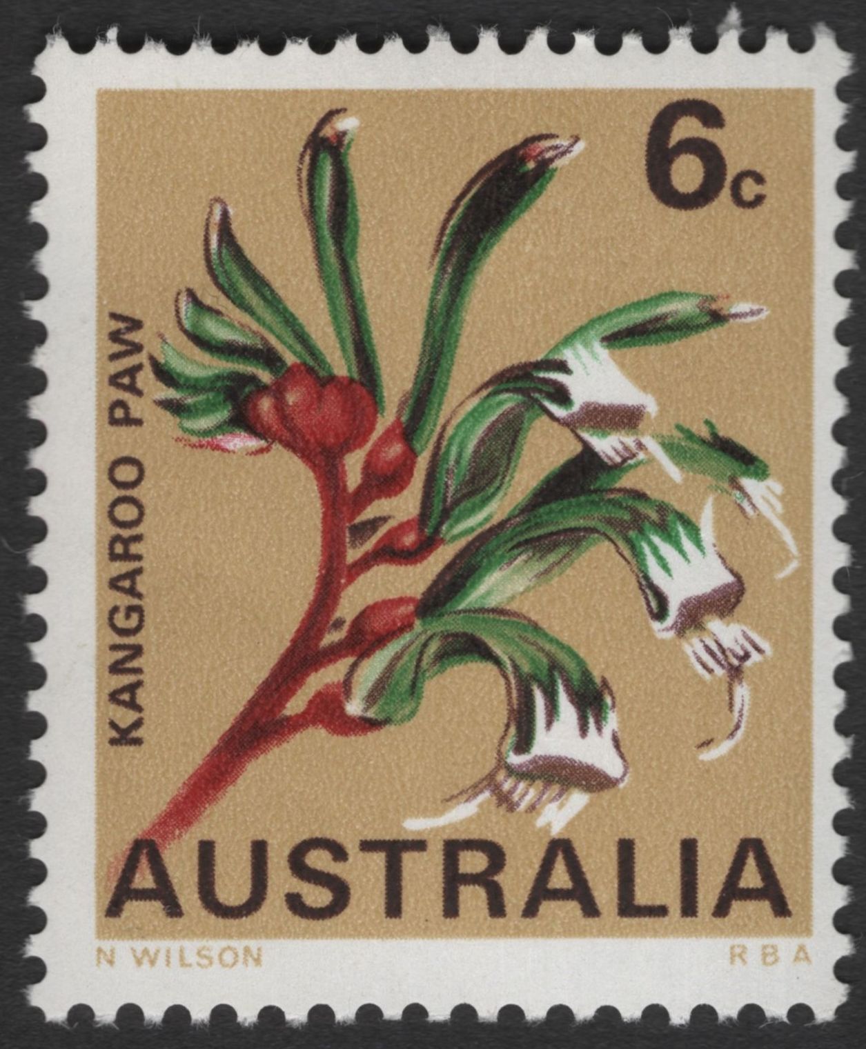 SCG11979 - Australia Native Wildflowers – Kangaroo Paw & Pink Heath
