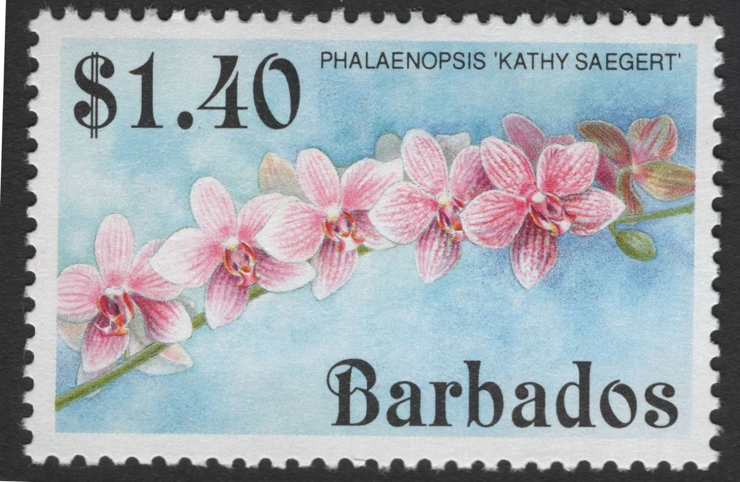 SCG11981 - Barbados Orchid Definitive Pair – Phalaenopsis & Laeliacattleya Varieties
