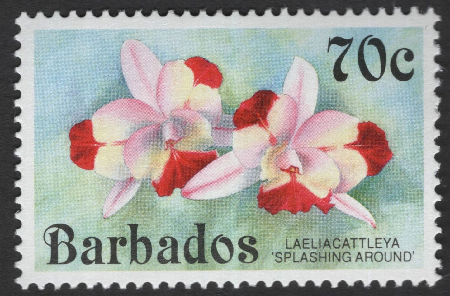 SCG11981 - Barbados Orchid Definitive Pair – Phalaenopsis & Laeliacattleya Varieties