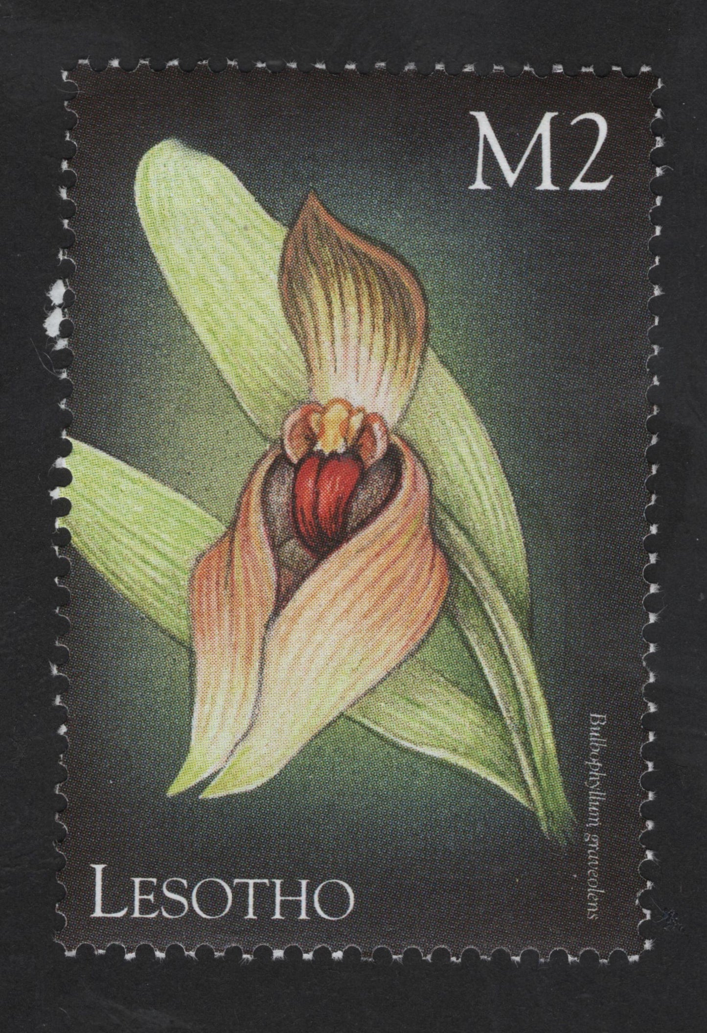 SCG13296 - Lesotho M2 Orchid Stamp – Satyrium princeps