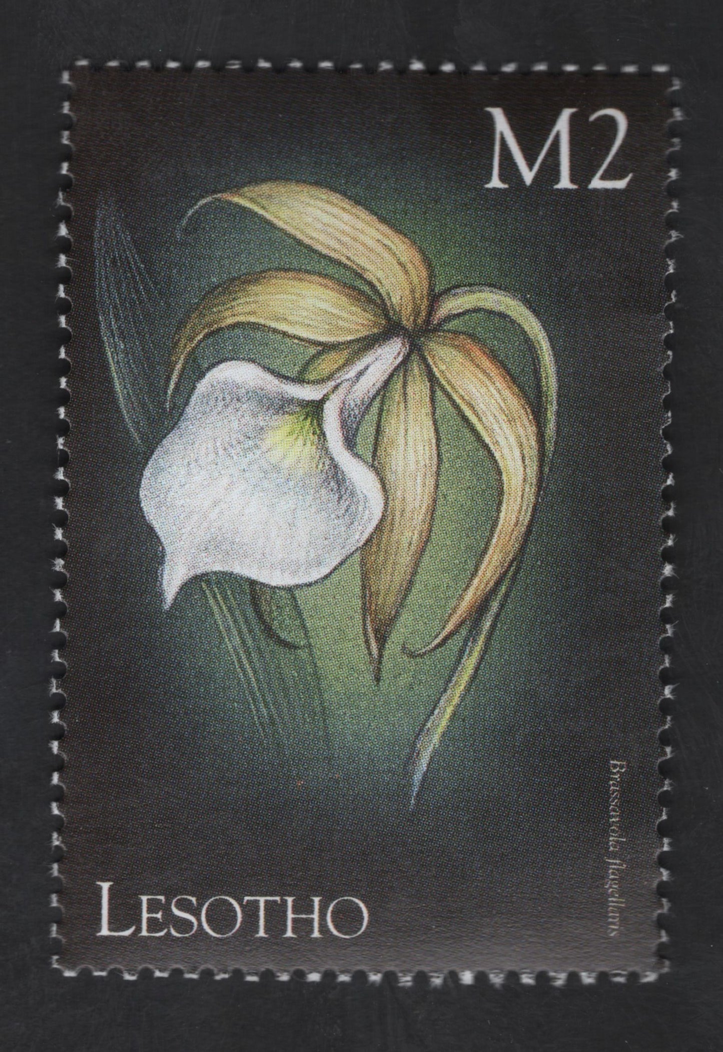 SCG13288 - Lesotho M2 Russelia juncea Flower Stamp