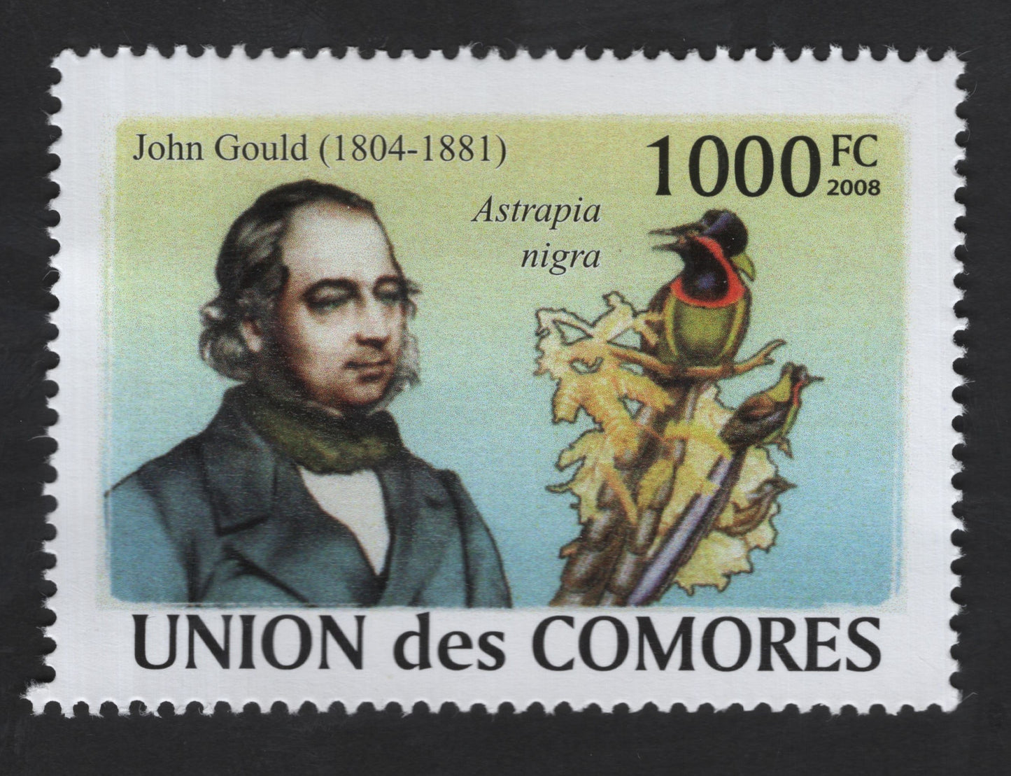 SCG13309 - John Gould & Black Sicklebill Bird – Astrapia nigra (2008)